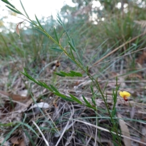 Bossiaea heterophylla at Vincentia, NSW - 4 Aug 2023