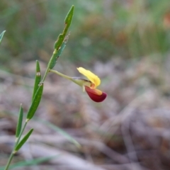 Bossiaea heterophylla at Vincentia, NSW - 4 Aug 2023