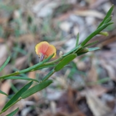 Bossiaea heterophylla at Vincentia, NSW - 4 Aug 2023