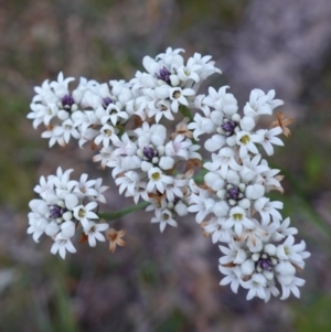 Conospermum longifolium subsp. mediale at Vincentia, NSW - 4 Aug 2023 04:50 PM