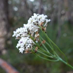 Conospermum longifolium subsp. mediale at Vincentia, NSW - 4 Aug 2023