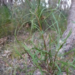 Conospermum longifolium subsp. mediale at Vincentia, NSW - 4 Aug 2023 04:50 PM