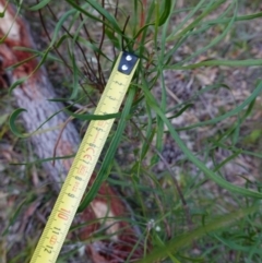 Conospermum longifolium subsp. mediale at Vincentia, NSW - 4 Aug 2023