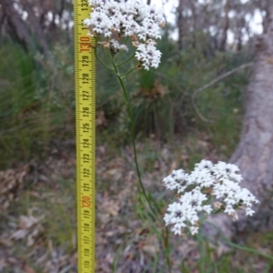 Conospermum longifolium subsp. mediale at Vincentia, NSW - 4 Aug 2023