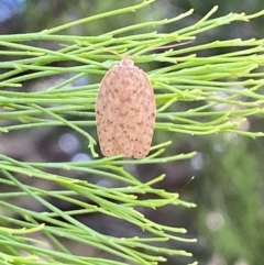 Garrha repandula (a Concealer Moth) at Jerrabomberra, NSW - 19 Nov 2023 by SteveBorkowskis