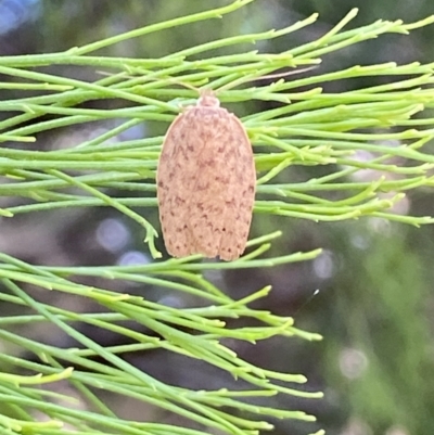 Garrha repandula (a Concealer Moth) at QPRC LGA - 19 Nov 2023 by SteveBorkowskis