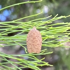 Garrha repandula at QPRC LGA - 19 Nov 2023