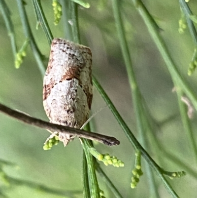 Epiphyas postvittana (Light Brown Apple Moth) at Jerrabomberra, NSW - 19 Nov 2023 by SteveBorkowskis