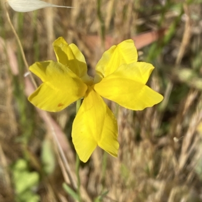 Goodenia pinnatifida (Scrambled Eggs) at Jerrabomberra, NSW - 19 Nov 2023 by SteveBorkowskis