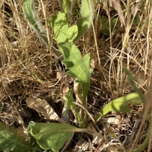 Goodenia pinnatifida at QPRC LGA - 19 Nov 2023