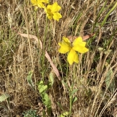 Goodenia pinnatifida at QPRC LGA - 19 Nov 2023