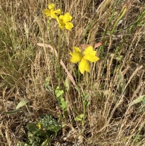 Goodenia pinnatifida at QPRC LGA - 19 Nov 2023