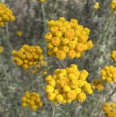 Chrysocephalum semipapposum (Clustered Everlasting) at Jerrabomberra, NSW - 19 Nov 2023 by SteveBorkowskis