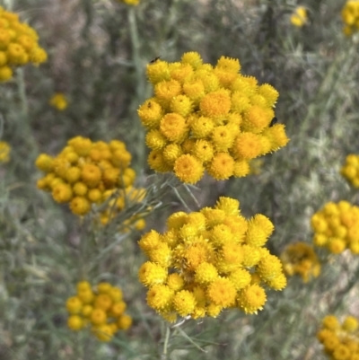 Chrysocephalum semipapposum (Clustered Everlasting) at Jerrabomberra, NSW - 19 Nov 2023 by SteveBorkowskis