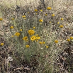 Chrysocephalum semipapposum at QPRC LGA - 19 Nov 2023