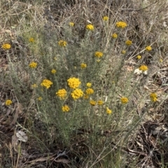 Chrysocephalum semipapposum at QPRC LGA - suppressed