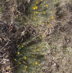 Chrysocephalum semipapposum at QPRC LGA - suppressed