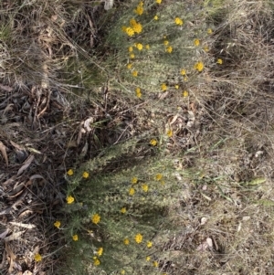 Chrysocephalum semipapposum at QPRC LGA - suppressed