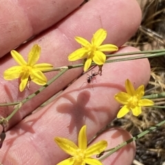 Tricoryne elatior (Yellow Rush Lily) at Jerrabomberra, NSW - 19 Nov 2023 by SteveBorkowskis