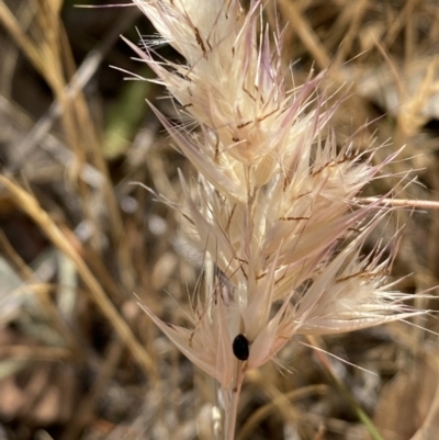 Rytidosperma (genus) (Wallaby Grass) at QPRC LGA - 19 Nov 2023 by SteveBorkowskis