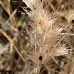 Rytidosperma sp. (Wallaby Grass) at Jerrabomberra, NSW - 19 Nov 2023 by SteveBorkowskis