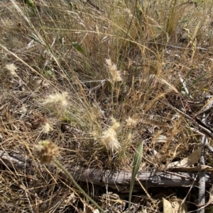 Rytidosperma sp. at QPRC LGA - suppressed