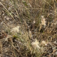 Rytidosperma sp. at QPRC LGA - suppressed