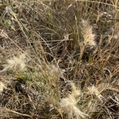 Rytidosperma sp. at QPRC LGA - suppressed