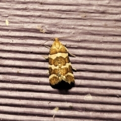 Subfurcatana subfurcatana (A Tortricid moth) at QPRC LGA - 19 Nov 2023 by Csteele4