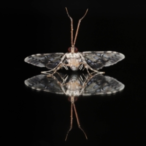 Nacoleia alincia at Wellington Point, QLD - 14 Nov 2023