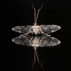 Nacoleia alincia (A Crambid moth (Spilomelinae)) at Wellington Point, QLD - 14 Nov 2023 by TimL