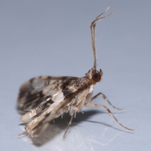 Nacoleia alincia at Wellington Point, QLD - suppressed