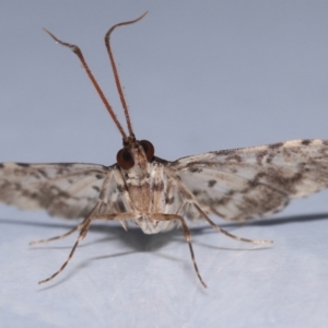 Nacoleia alincia at Wellington Point, QLD - 14 Nov 2023