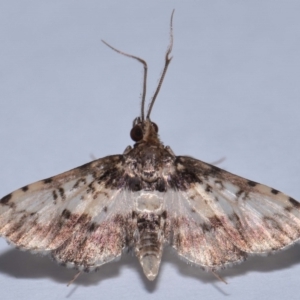 Nacoleia alincia at Wellington Point, QLD - suppressed