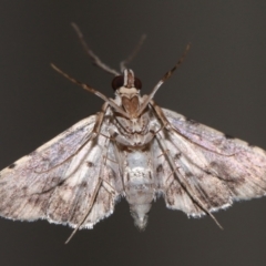 Nacoleia alincia at Wellington Point, QLD - 14 Nov 2023