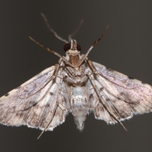 Nacoleia alincia at Wellington Point, QLD - suppressed
