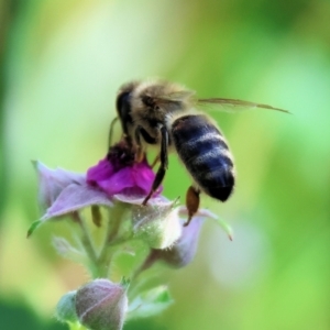 Apis mellifera at Wodonga - 19 Nov 2023 07:21 AM