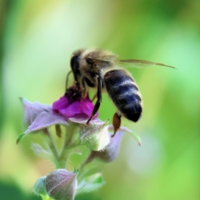 Apis mellifera (European honey bee) at Wodonga - 19 Nov 2023 by KylieWaldon