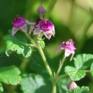 Rubus parvifolius at Wodonga - 19 Nov 2023