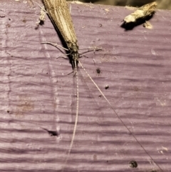 Triplectides sp. (genus) (A long-horned caddisfly) at Captains Flat, NSW - 19 Nov 2023 by Csteele4