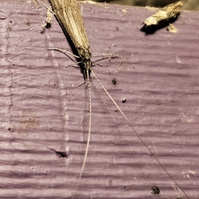 Triplectides sp. (genus) (A long-horned caddisfly) at Captains Flat, NSW - 19 Nov 2023 by Csteele4