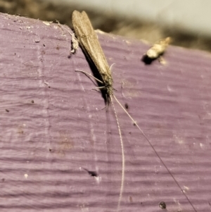 Triplectides sp. (genus) at QPRC LGA - suppressed