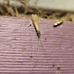 Triplectides sp. (genus) at QPRC LGA - suppressed