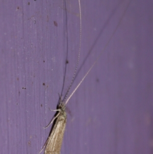 Triplectides sp. (genus) at QPRC LGA - suppressed