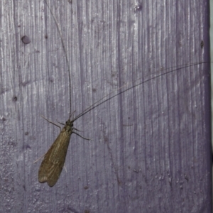 Triplectides sp. (genus) at QPRC LGA - suppressed