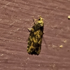 Capua dura (A Tortricid moth) at QPRC LGA - 19 Nov 2023 by Csteele4