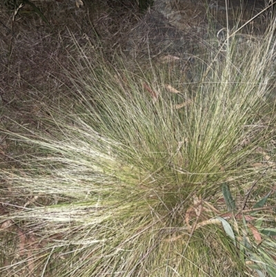 Nassella trichotoma (Serrated Tussock) at Hackett, ACT - 19 Nov 2023 by waltraud