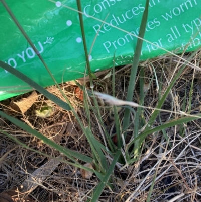 Nassella neesiana (Chilean Needlegrass) at Hackett, ACT - 17 Nov 2023 by waltraud