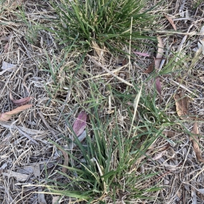 Nassella neesiana (Chilean Needlegrass) at Hackett, ACT - 17 Nov 2023 by waltraud