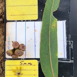 Eucalyptus racemosa at Forrest, ACT - 20 Nov 2023 09:27 AM